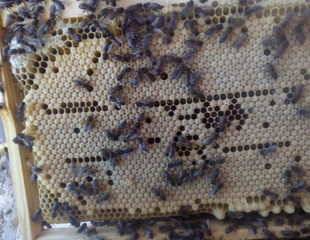 miel fructosa